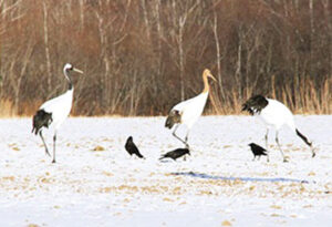 阿寒国际鹤中心“格鲁斯”