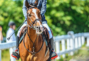 与动物接触的体验