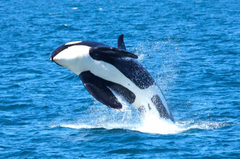 知床自然游轮官方网站