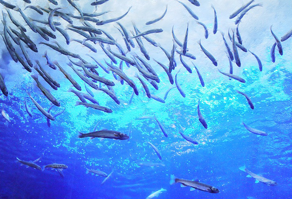 北方大地的水族馆